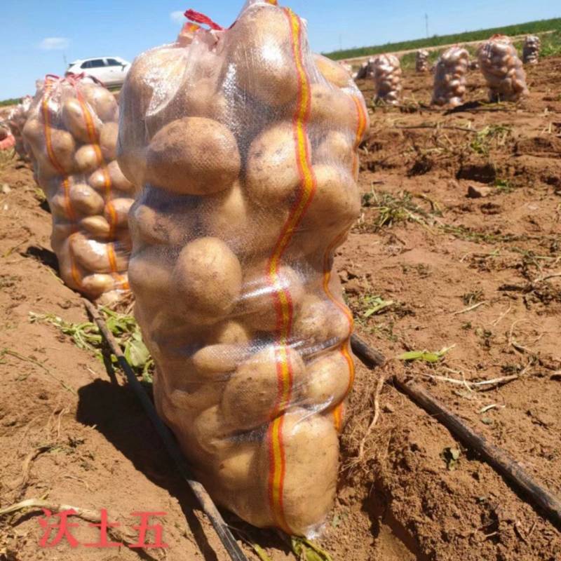 精品沃土5号土豆:沙地货颜色个头薯型三优，质优价廉。