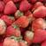 红颜草莓大量上市产地直发保质保量对接各大电商批发商