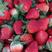 红颜草莓大量上市产地直发保质保量对接各大电商批发商