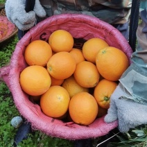 纽荷尔脐橙，基地直发，市场，电商，超市，欢迎咨询