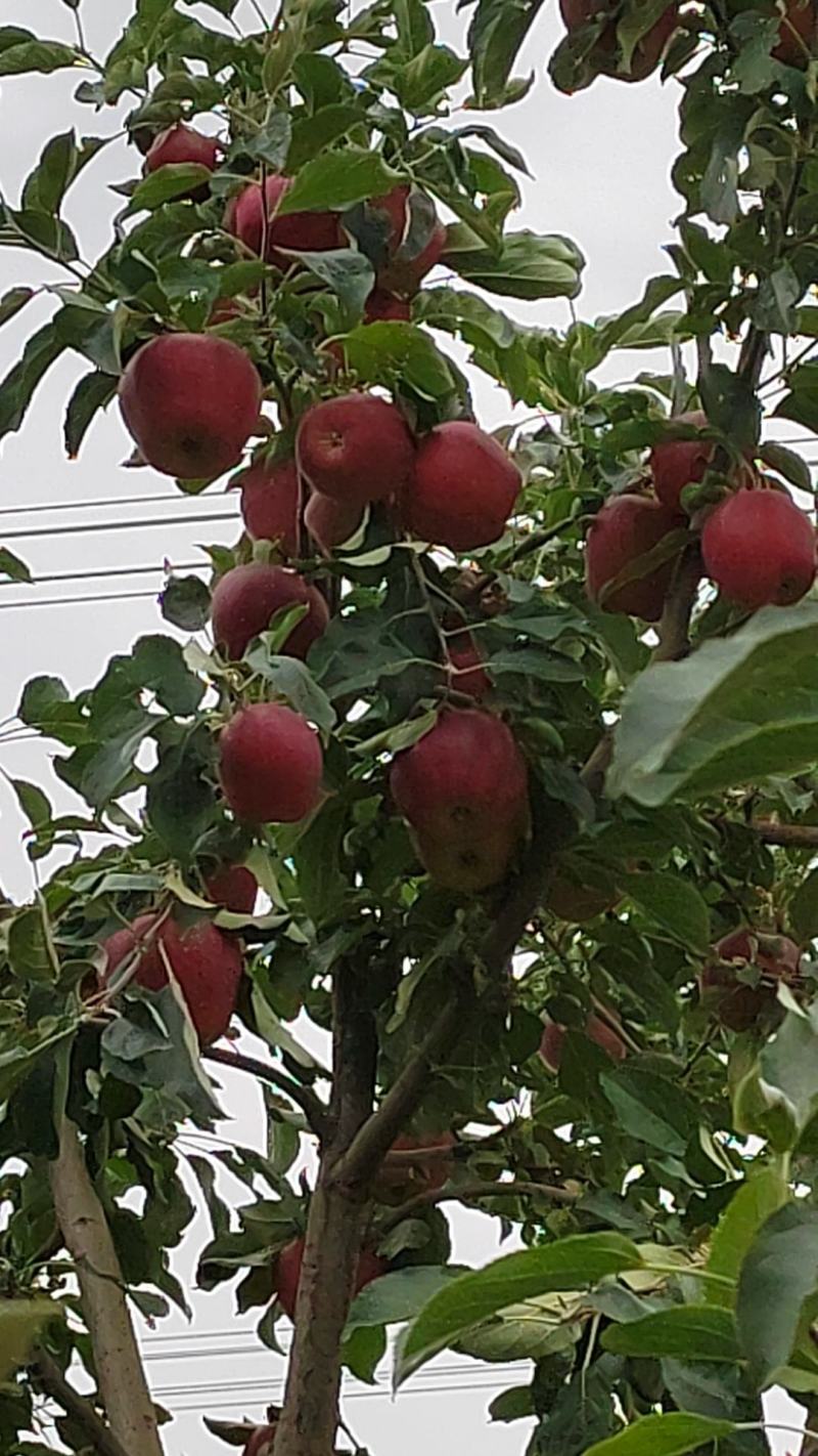 甘肃红富士苹果