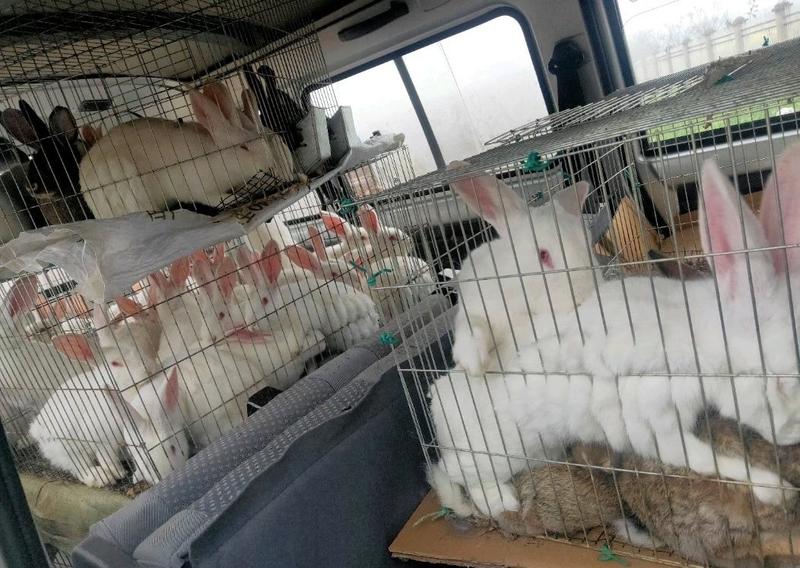 商品肉兔(自家养殖场可直接发货，要货量大，价格再谈