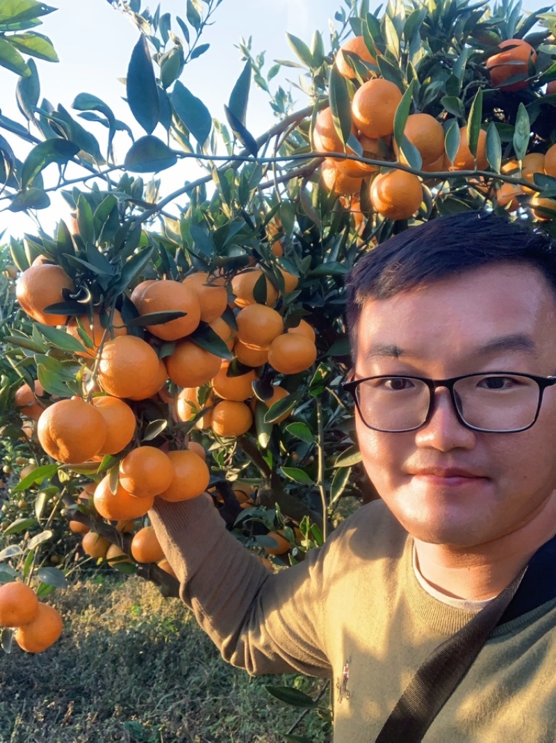 电商蜜桔，武当蜜橘，南水北调水源地特产