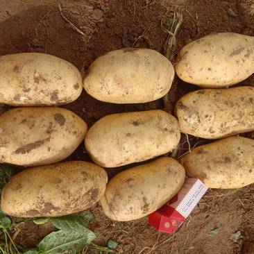 黄心大丰十土豆:沙地种植，质量保证价格优惠。