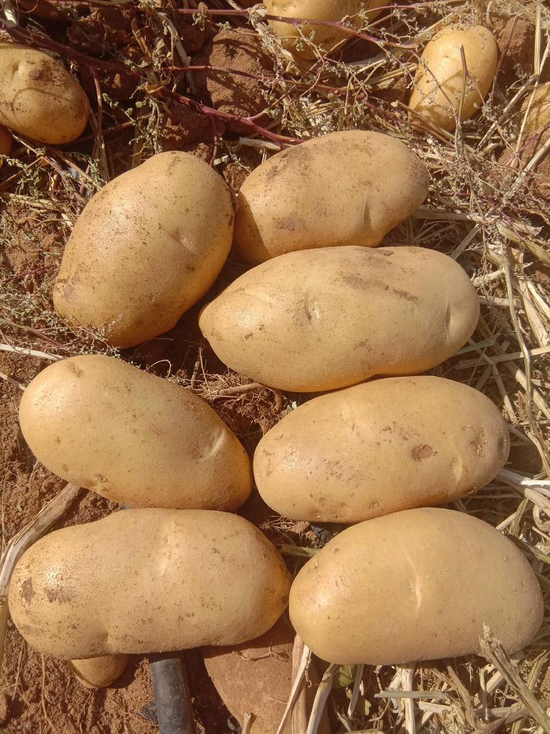 黄心大丰十土豆:沙地种植，质量保证价格优惠。
