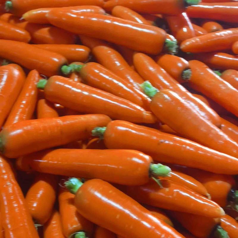 精品胡萝卜大量供应自己的加工厂，提供大量专业的分级团队