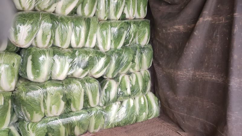 精品大白菜，万亩蔬菜基地，大量上市中，欢迎新老顾客下单，