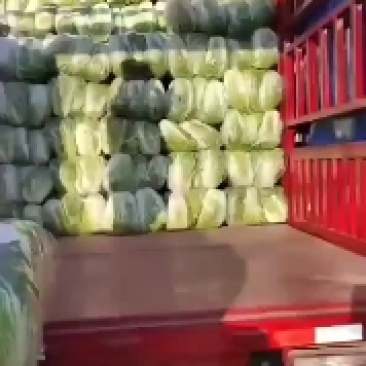 精品大白菜，万亩蔬菜基地，大量上市中，欢迎新老顾客下单，