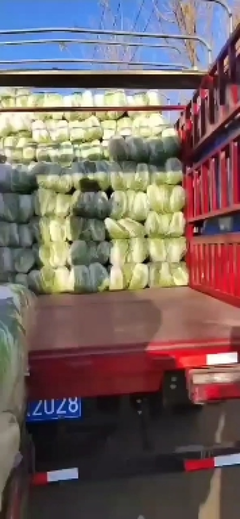 精品大白菜，万亩蔬菜基地，大量上市中，欢迎新老顾客下单，