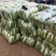 精品大白菜，万亩蔬菜基地，大量上市中，欢迎新老顾客下单，