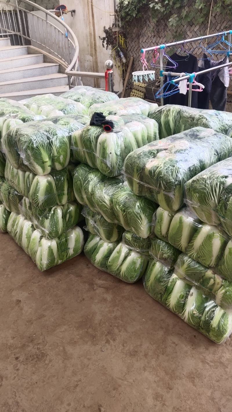 精品大白菜，万亩蔬菜基地，大量上市中，欢迎新老顾客下单，