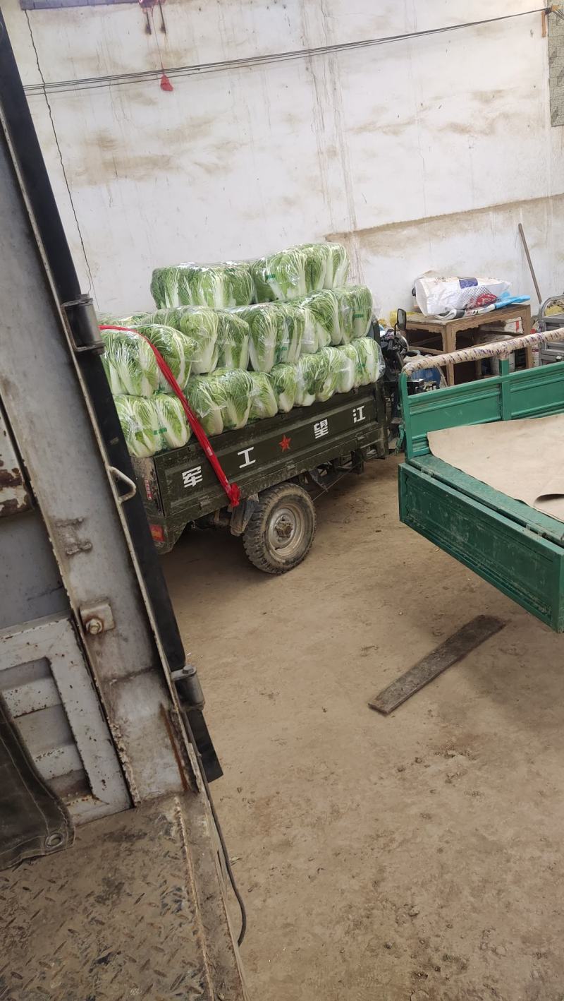 精品大白菜，万亩蔬菜基地，大量上市中，欢迎新老顾客下单，