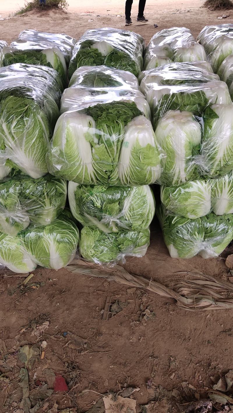 精品大白菜，万亩蔬菜基地，大量上市中，欢迎新老顾客下单，