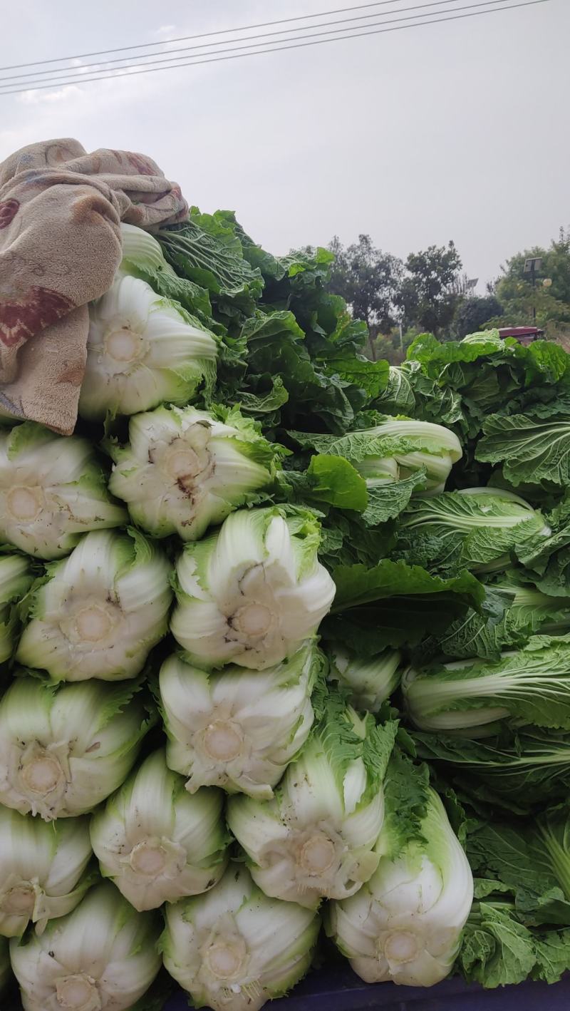 精品大白菜，万亩蔬菜基地，大量上市中，欢迎新老顾客下单，