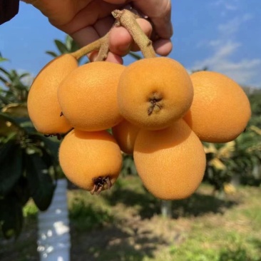 枇杷