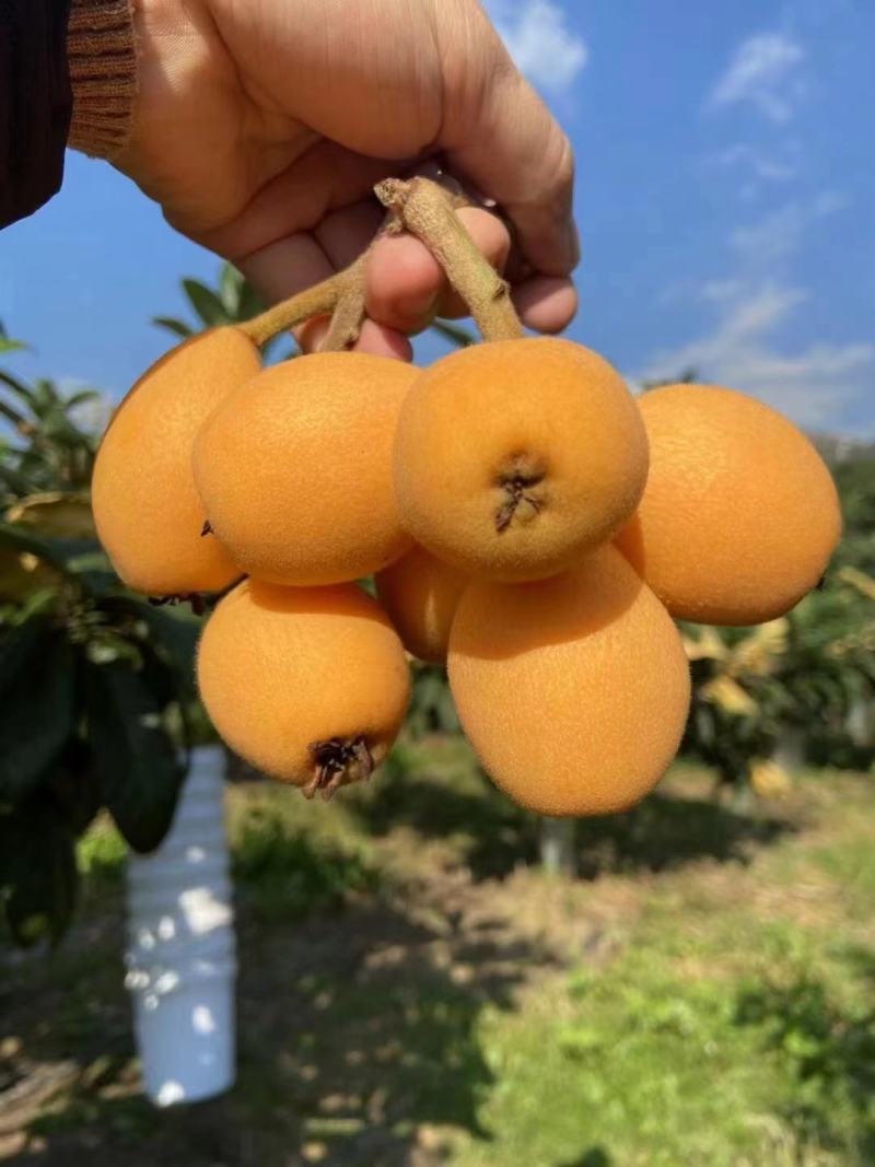 枇杷
