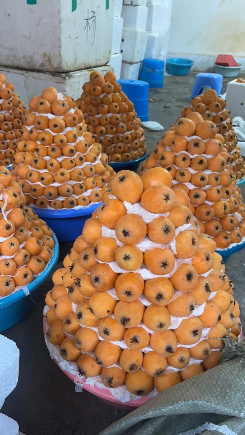 枇杷