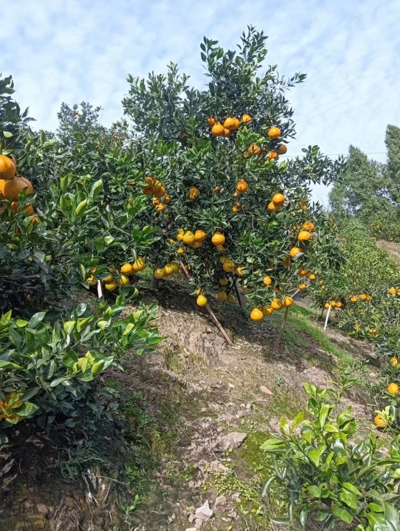 资中不知火丑橘大量上市自家种植看货定价量大从优