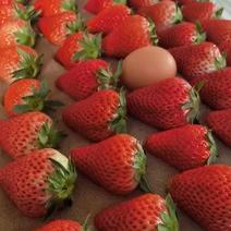 商丘双八万亩草莓大量上市