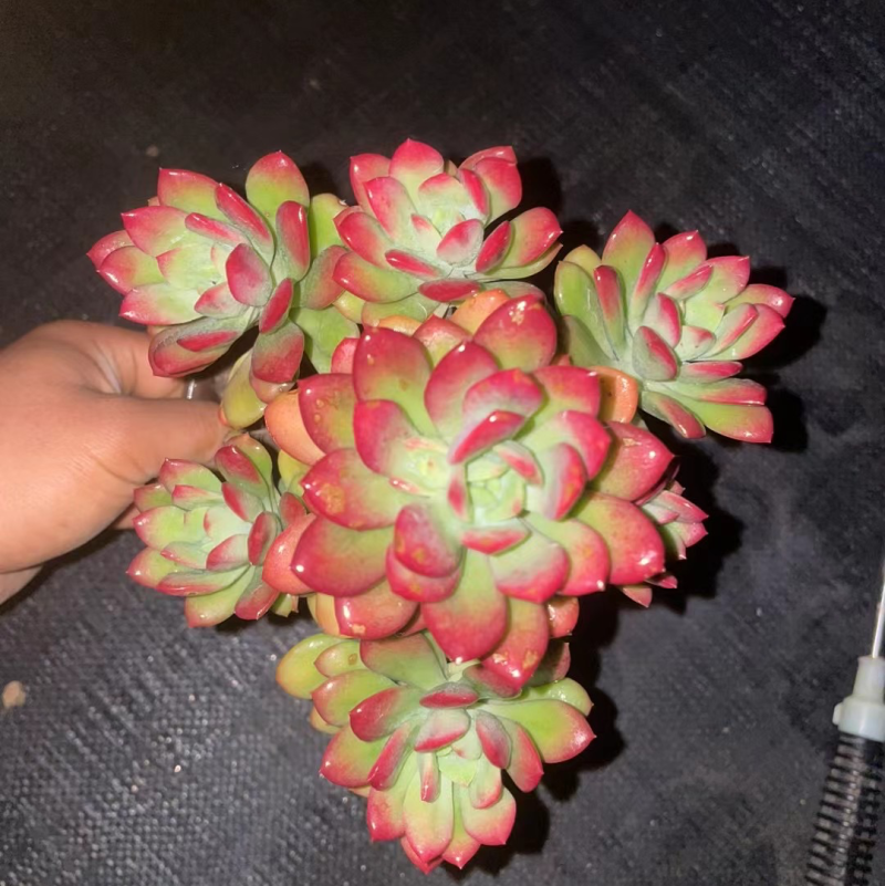 140红稚莲状态好