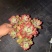 140红稚莲状态好