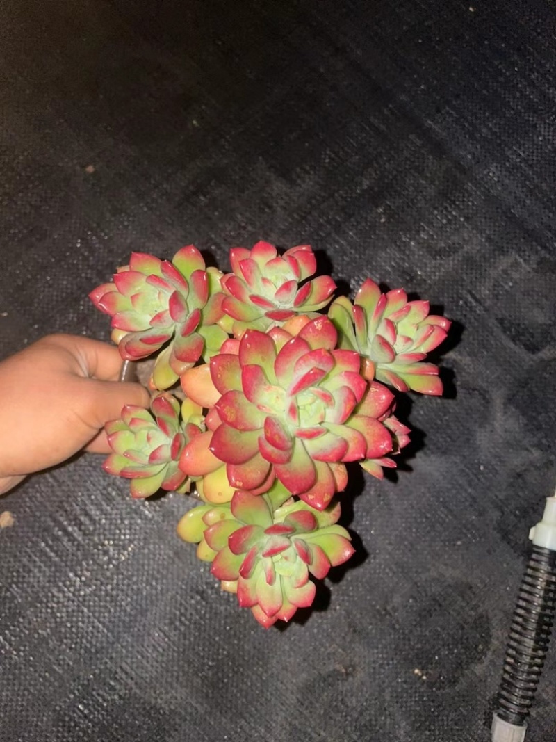 140红稚莲状态好