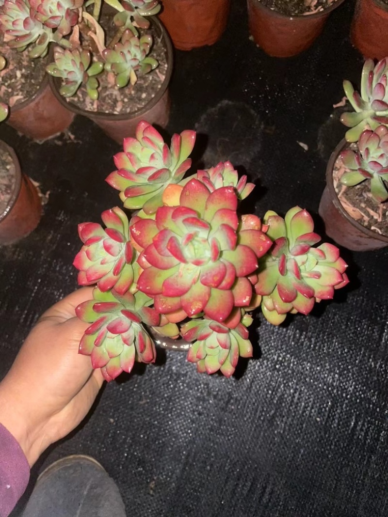 140红稚莲状态好