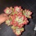 140红稚莲状态好