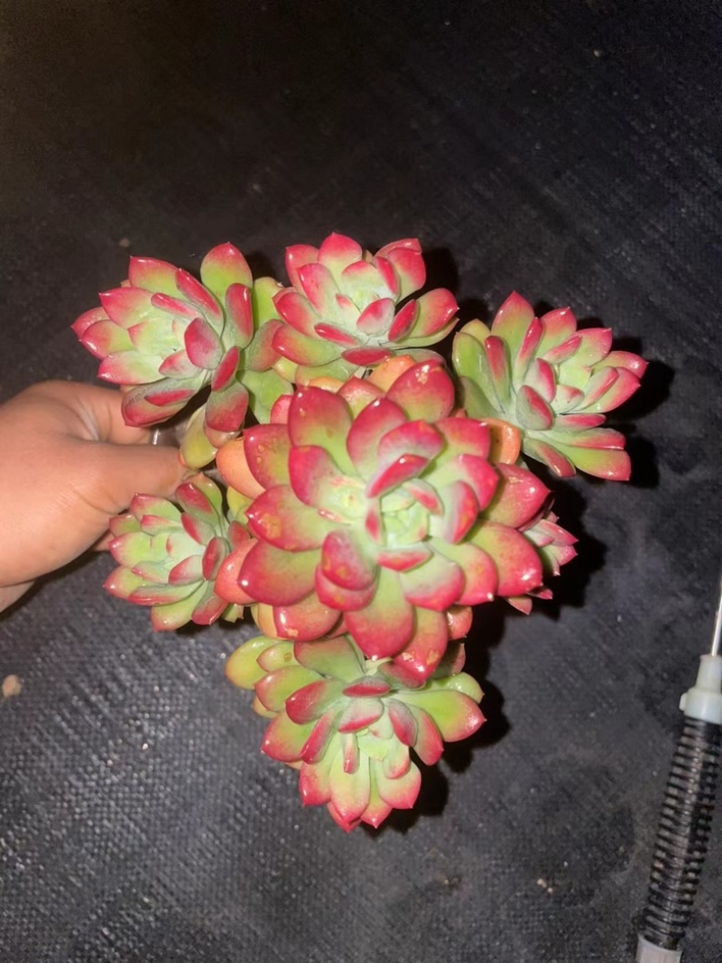 140红稚莲状态好