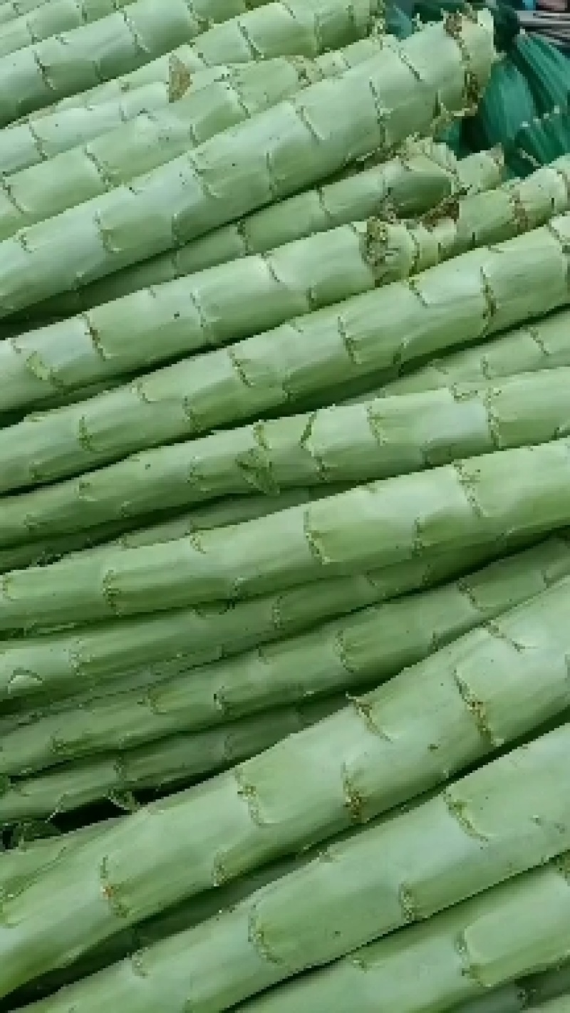 精品莴笋杆子，大量现货价格不高，保质保量发往全国各地，