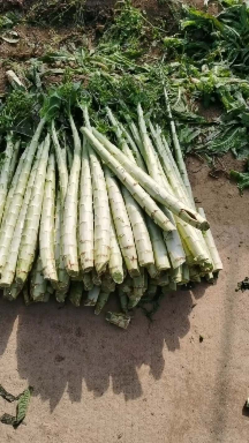 精品莴笋杆子，大量现货价格不高，保质保量发往全国各地，