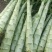 精品莴笋杆子，大量现货价格不高，保质保量发往全国各地，