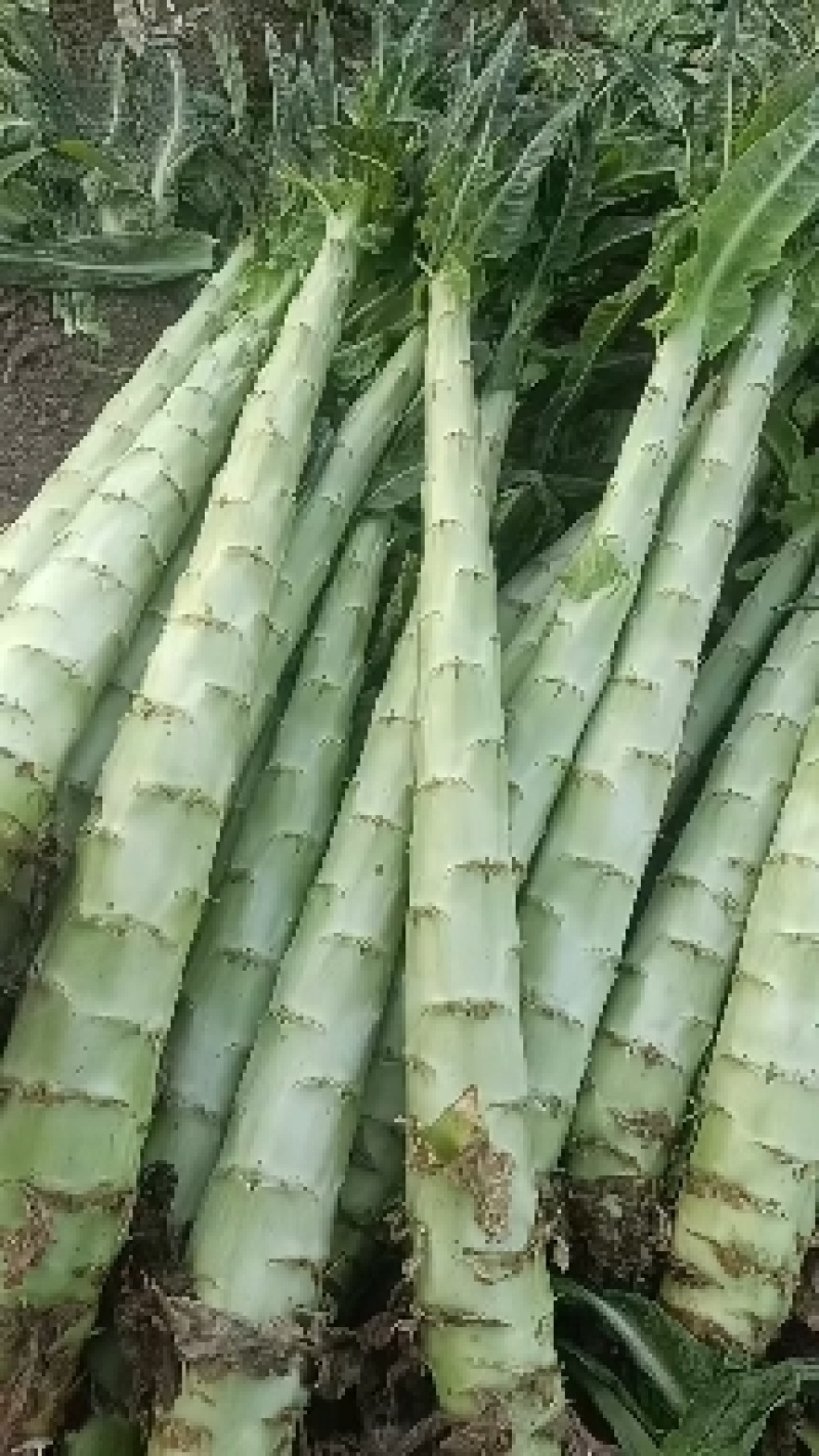 精品莴笋杆子，大量现货价格不高，保质保量发往全国各地，