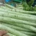 精品莴笋杆子，大量现货价格不高，保质保量发往全国各地，