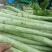 精品莴笋杆子，大量现货价格不高，保质保量发往全国各地，