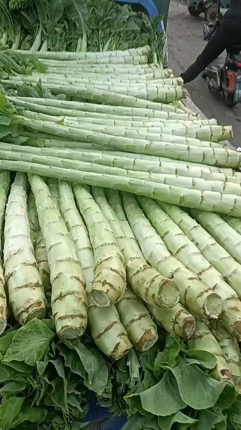 精品莴笋杆子，大量现货价格不高，保质保量发往全国各地，