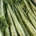 精品莴笋杆子，大量现货价格不高，保质保量发往全国各地，