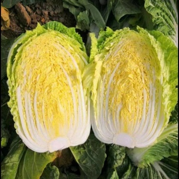 【黄心大白菜】河南南阳基地直供质量保证价格美丽欢迎订购