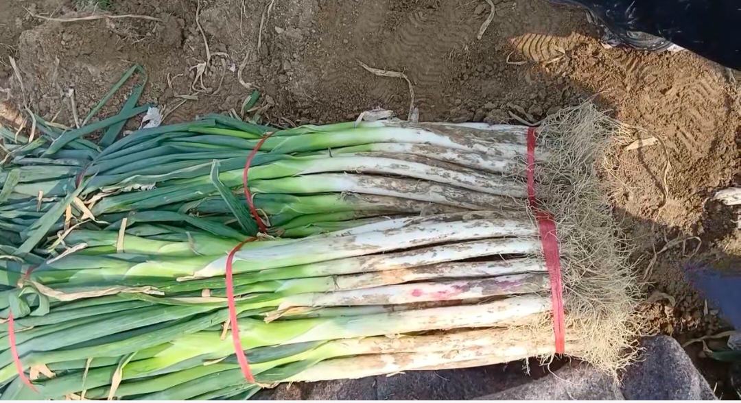科研实证图像:高效液相色谱(HPLC)定量分析大白菜中萝卜硫苷含量,图谱显示保留时间12.3 min处特征峰,印证其作为护肝活性成分的物质基础 实验室检测场景:科研人员手持高效液相色谱仪(HPLC)屏幕,显示大白菜提取物中萝卜硫苷(glucoraphanin)的清晰峰形图谱,旁置新鲜大白菜样本与标准品试剂瓶