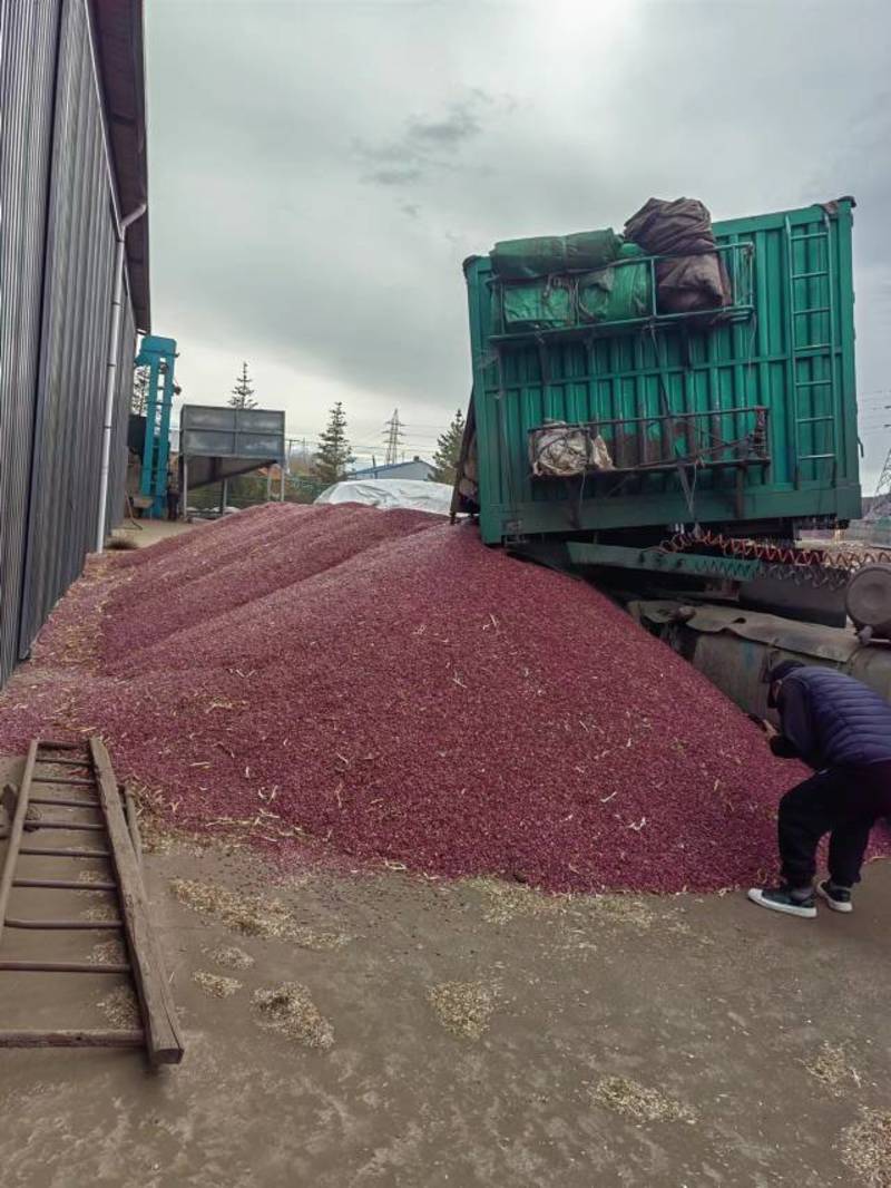 精品红豆芸豆杂粮饭豆大量供应欢迎合作采购可视频看货