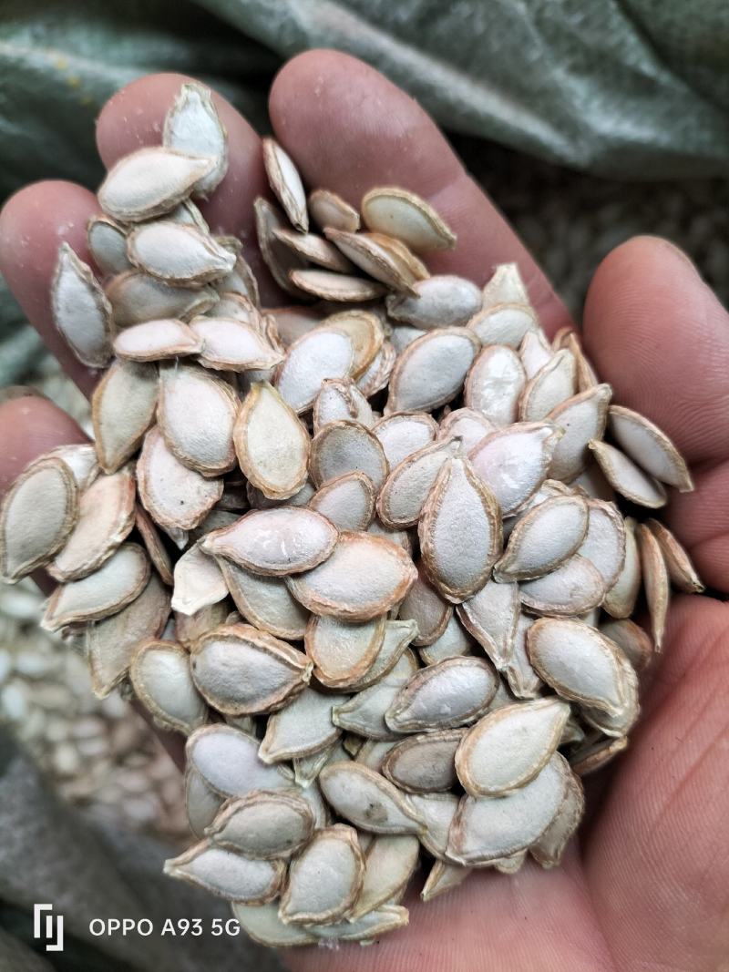 贵州晒干南瓜籽仁厚饱满粒粒爽脆品质保证量大从优