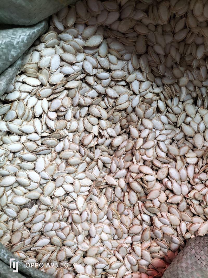 贵州晒干南瓜籽仁厚饱满粒粒爽脆品质保证量大从优