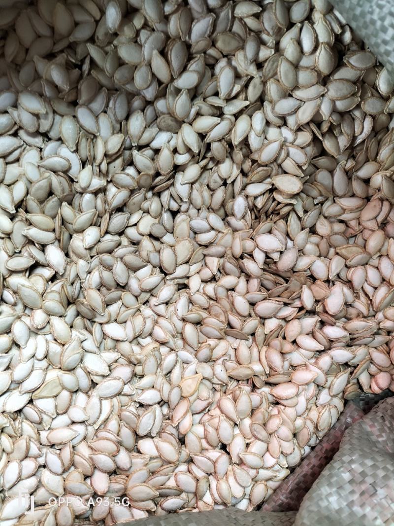贵州晒干南瓜籽仁厚饱满粒粒爽脆品质保证量大从优