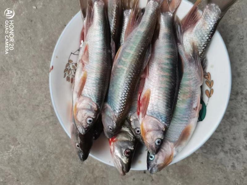 淡水金枪马口鱼