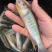 淡水金枪马口鱼
