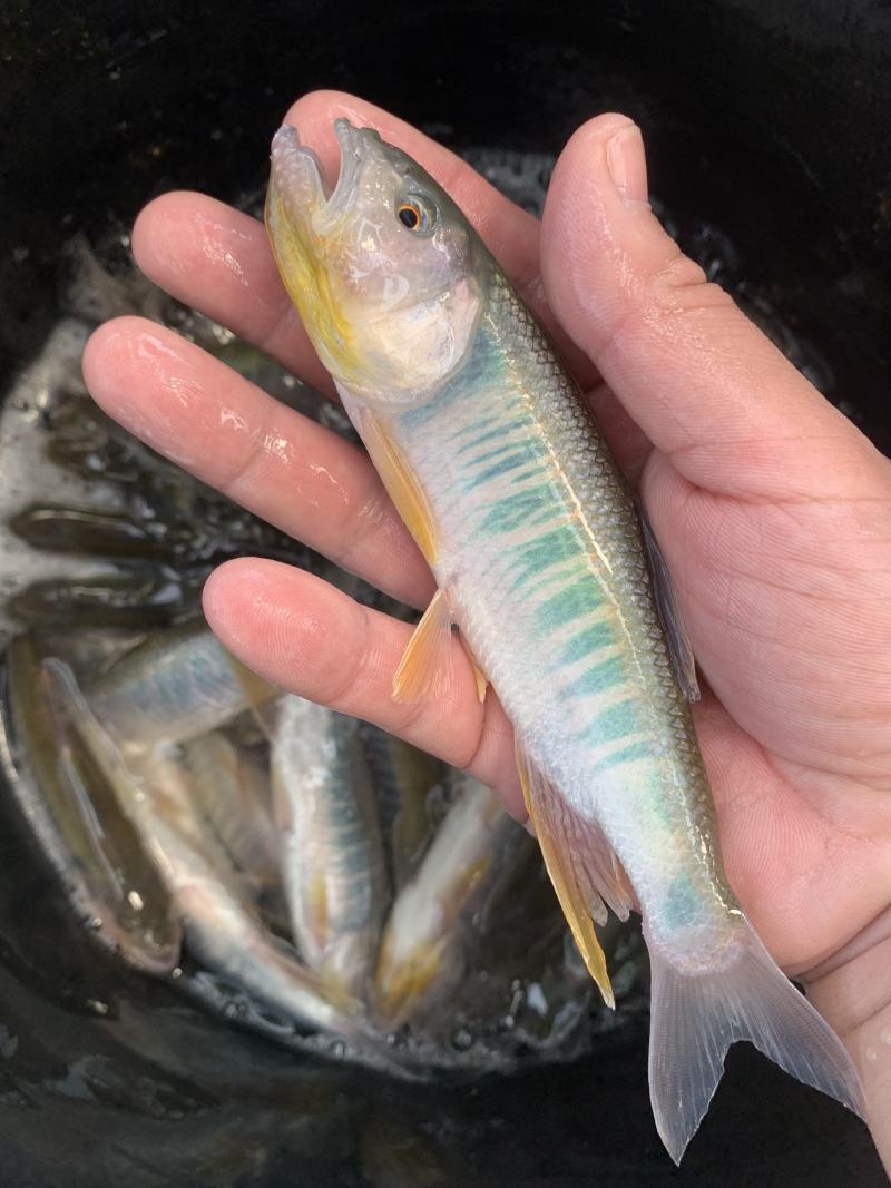 淡水金枪马口鱼