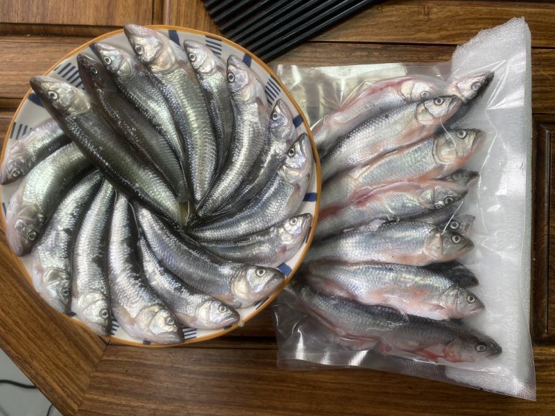 淡水金枪马口鱼
