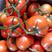 苍南西红柿大红西红柿弧二以上常年有货提供纸箱泡沫箱网袋接电商