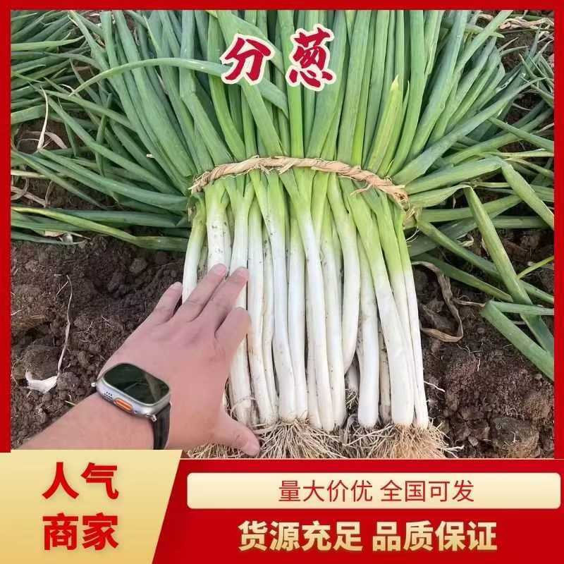 南阳市分葱大量上市～粗细都有，物美价廉。以质量求生存。