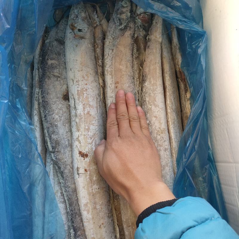 带鱼无冰衣单条8两箱装网捕带鱼国产